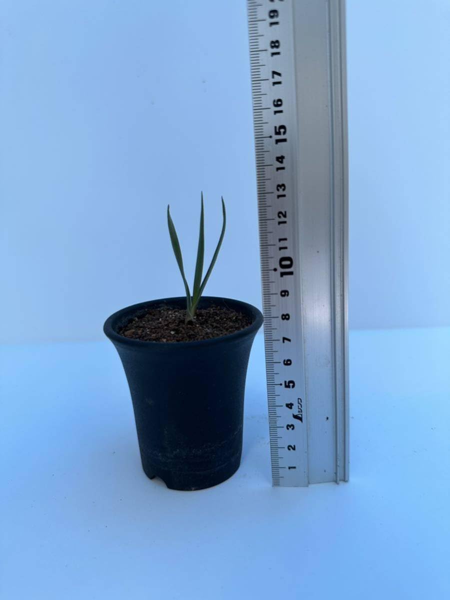 Amazon.co.jp: ジョシュア ツリー モハーヴェ砂漠 Yucca Brevifolia