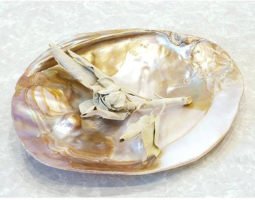 Amazon.co.jp: パールシェル プレート イケチョウ貝 浄化用のお皿