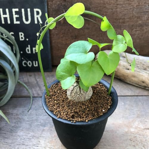 亀甲竜」の人気商品一覧 | 安い商品を通販サイトから探す - 価格.com