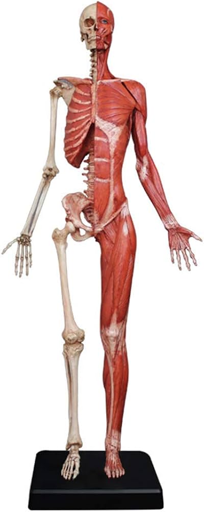 Amazon.co.jp: 女性の解剖学図-人間の解剖学的筋肉の骨の皮質と皮膚の