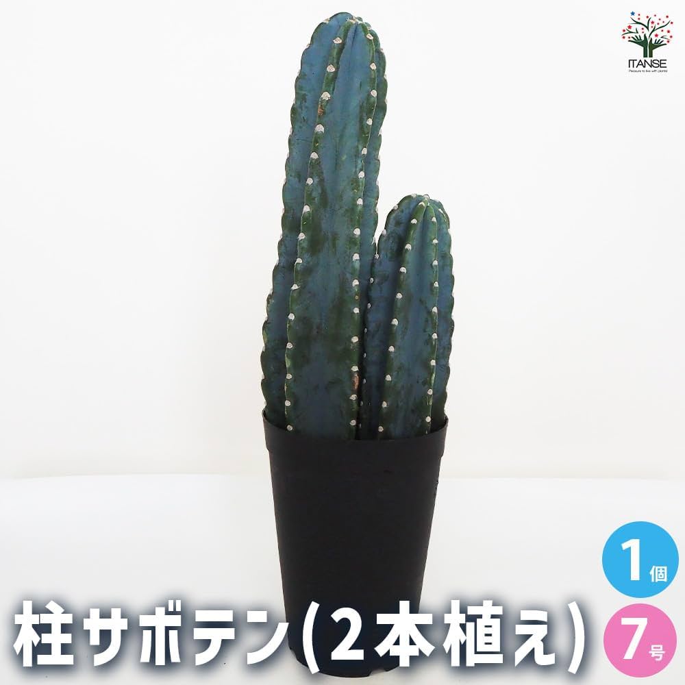 Amazon｜ITANSE 柱サボテン 2本植え 7号 1個売り【品種で選べる