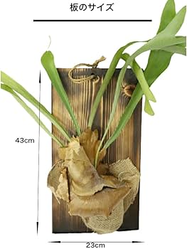 Amazon｜PURIZA 希少植物 ビカクシダ (コウモリラン) 板付け仕立て
