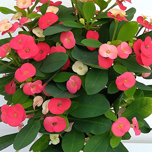 ハナキリン」の人気商品一覧 | 安い商品を通販サイトから探す - 価格.com