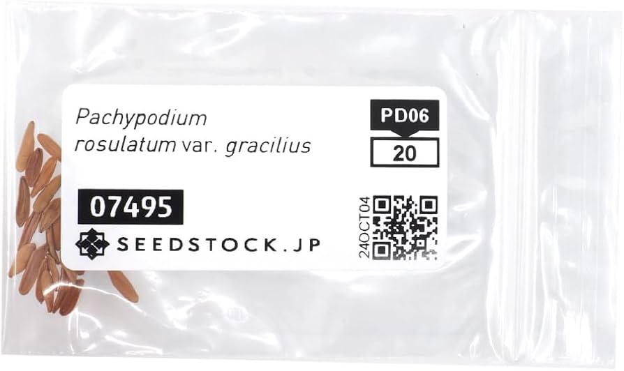 Amazon.co.jp: SEEDSTOCK パキポディウム グラキリス種子 20粒 : DIY