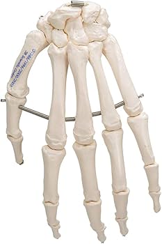 Amazon.co.jp: 手の各骨をワイヤーで連結，各骨の位置関係を正しく再現