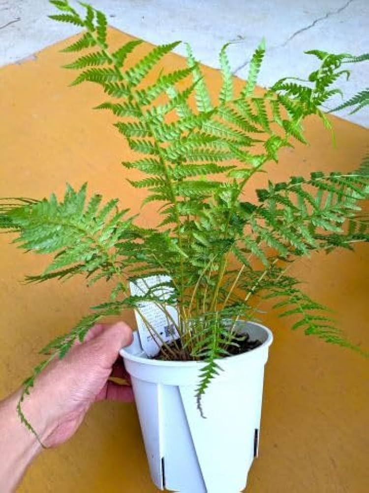 Amazon｜ディクソニア アンタルクティカ 5号 木性シダ植物｜観葉植物