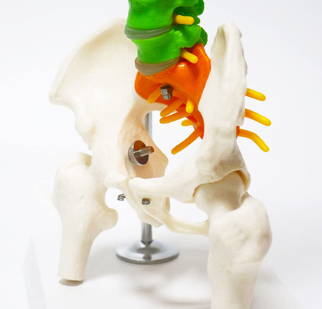 Amazon.co.jp: 【理学療法士監修】脊椎 模型 45cm 可動式 脊椎骨盤模型