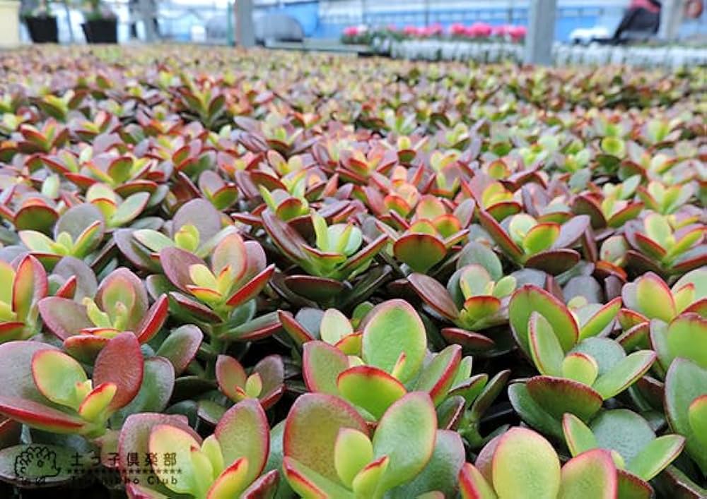 Amazon.co.jp: 多肉植物『黄金姫花月』9cmポット苗（金のなる木