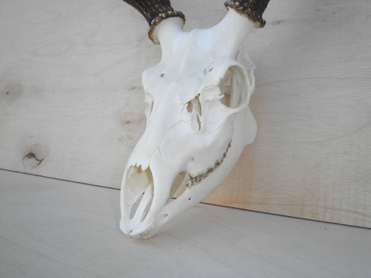 Amazon.co.jp: 北海道釧路産蝦夷鹿の角鹿角えぞ鹿エゾ鹿剥製スカル