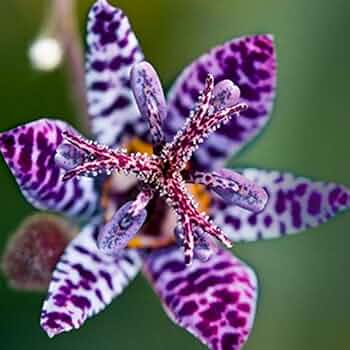 Amazon.com : Blue Wonder Toad Lily Flower Root - Deer Resistant