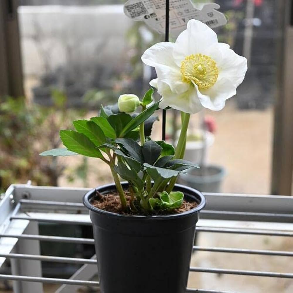 Amazon.co.jp: クリスマスローズ開花株5個セット クリスマスローズ