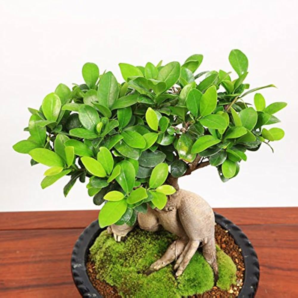 Amazon.co.jp: 遊恵盆栽： 特選ガジュマル(多幸の樹)*(苔・石付き)(青