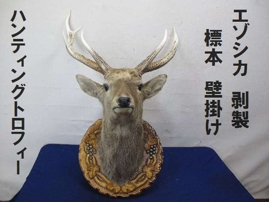 Amazon.co.jp: エゾシカ剥製標本壁掛けハンティングトロフィー（3245