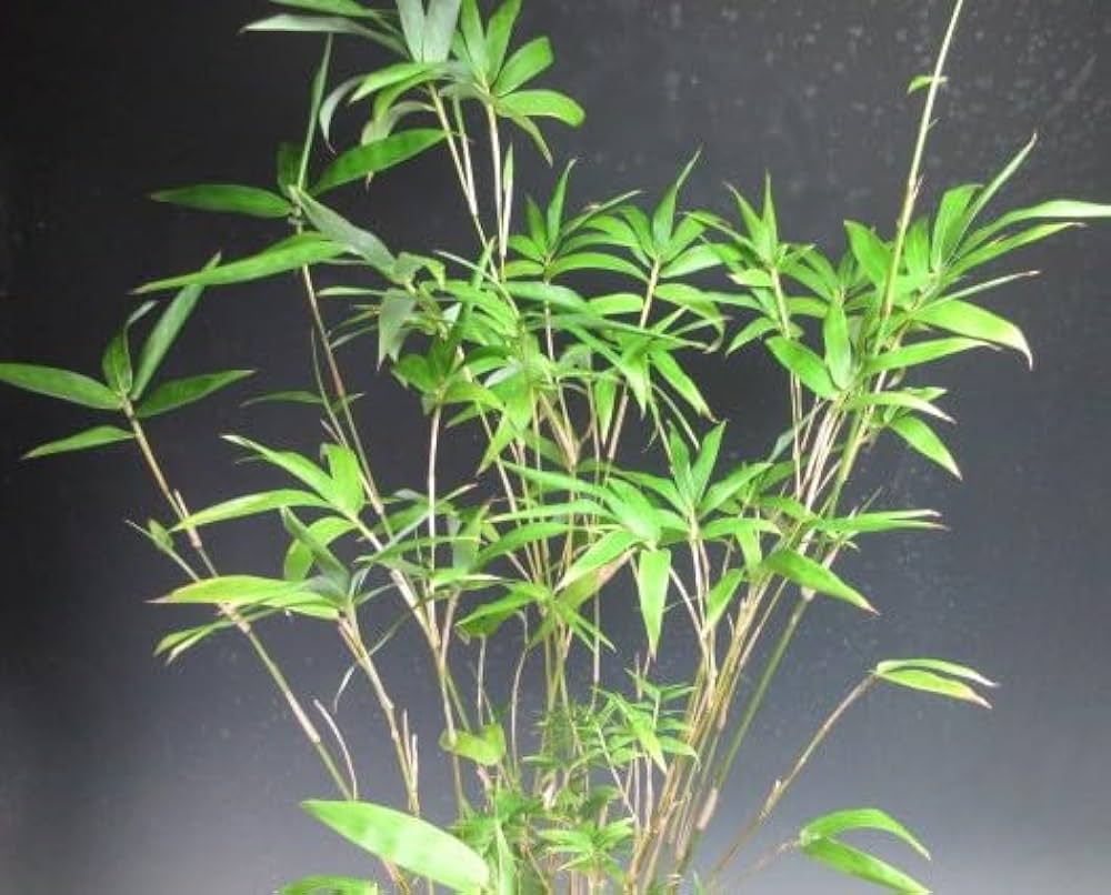 Amazon｜矢竹の鉢植え【現品】(3089)｜観葉植物 オンライン通販