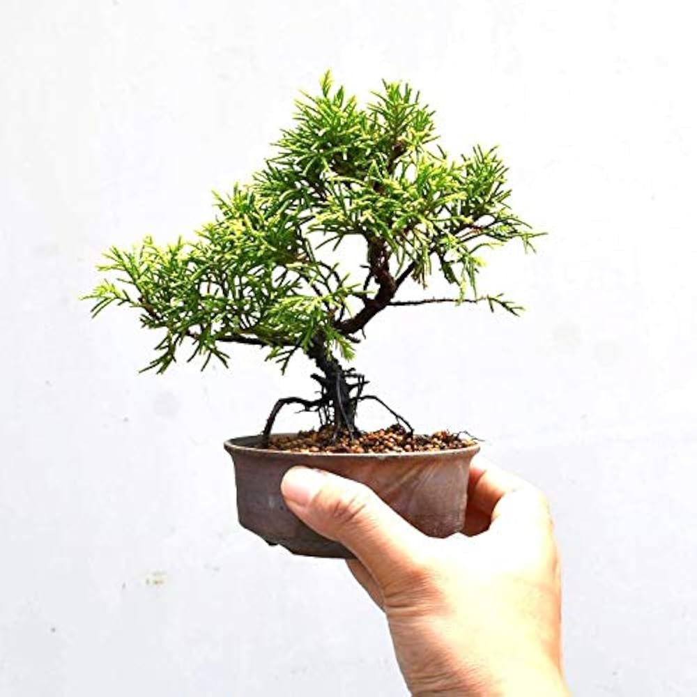 Amazon.co.jp: 【ミニ盆栽初心者セット】黄金真柏（しんぱく） 苗木