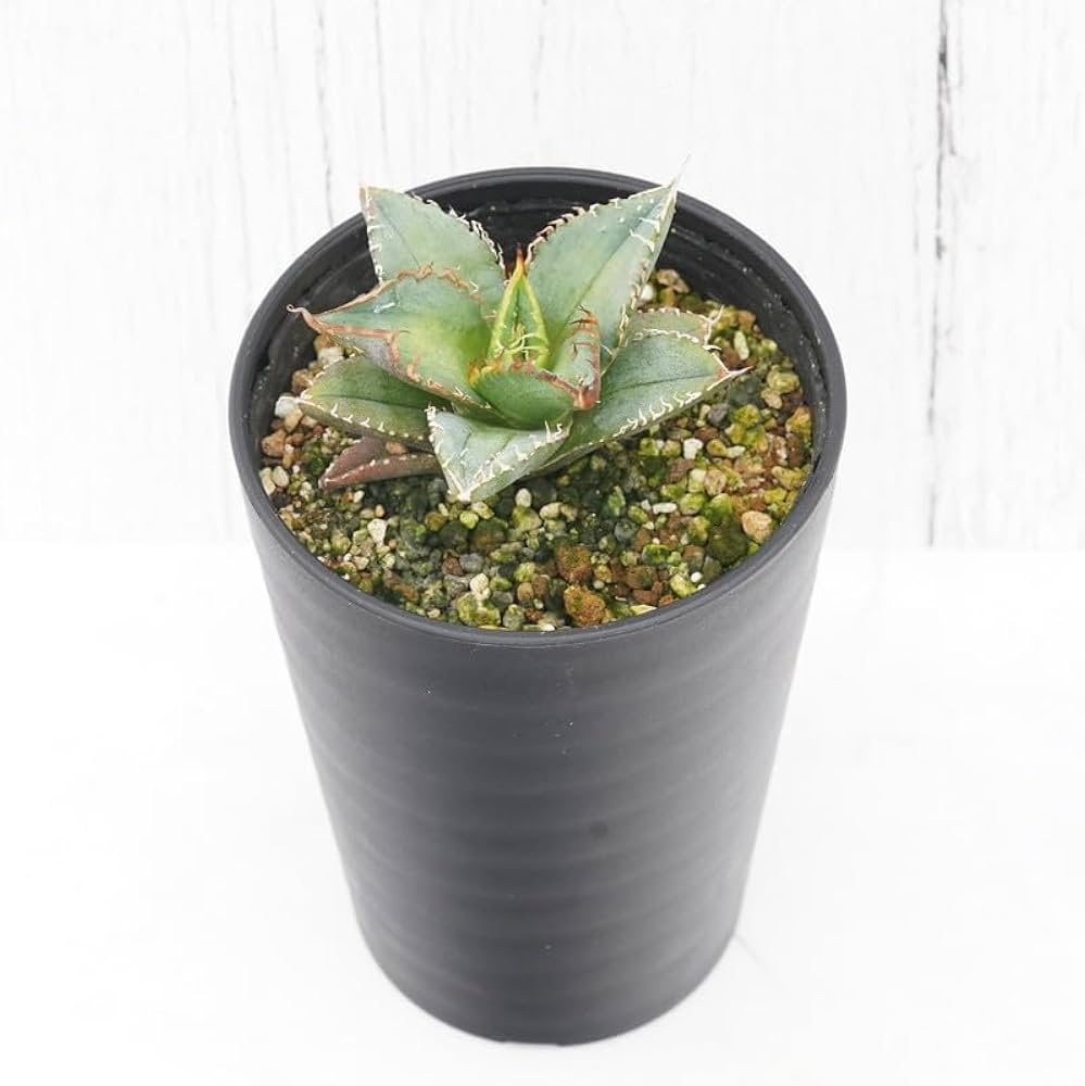 Amazon｜アガベ・チタノタ「豆豆龍（トトロ）」 3.5号鉢｜観葉植物