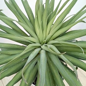 Amazon｜ユッカ：デスメティアーナ コンパクタ 5号鉢植え[冬に美しい