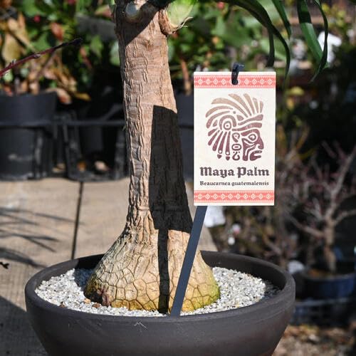 Amazon｜トックリラン鉢植え ポニーテールトックリラン観葉植物