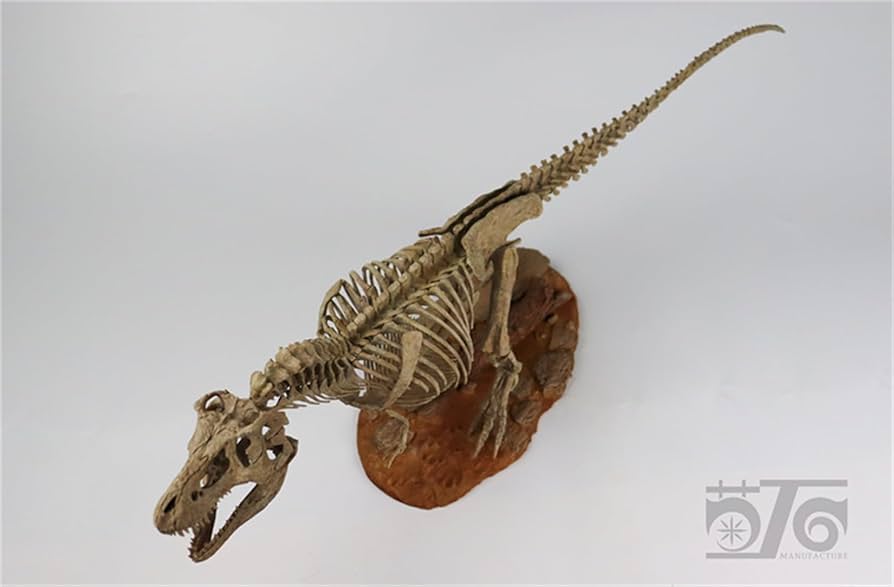 Amazon.co.jp: 菊石 1/18 サイズ ティラノサウルス 骨格 恐竜