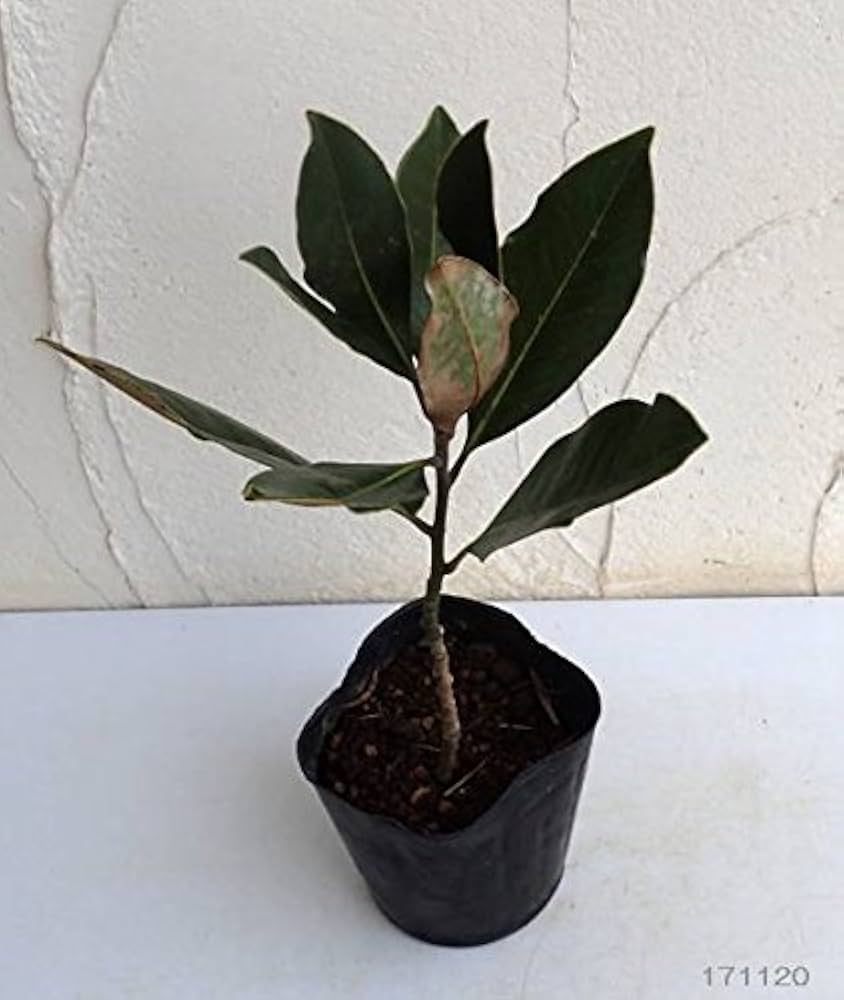 Amazon.co.jp: タイサンボク：リトルジェム 3.5号ポット[ガーデニング