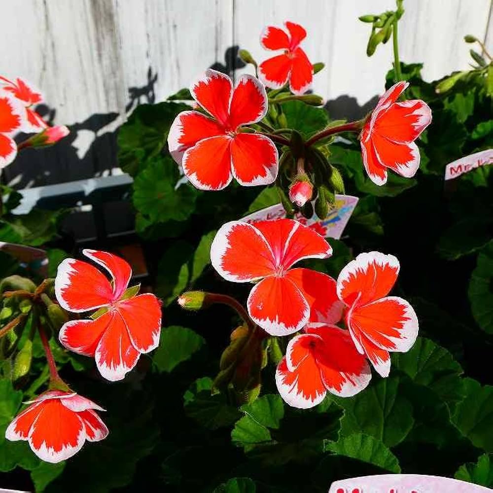 Amazon | ゼラニウム 苗 ミスターレン 3.5号 ゼラニューム 赤 覆輪 赤