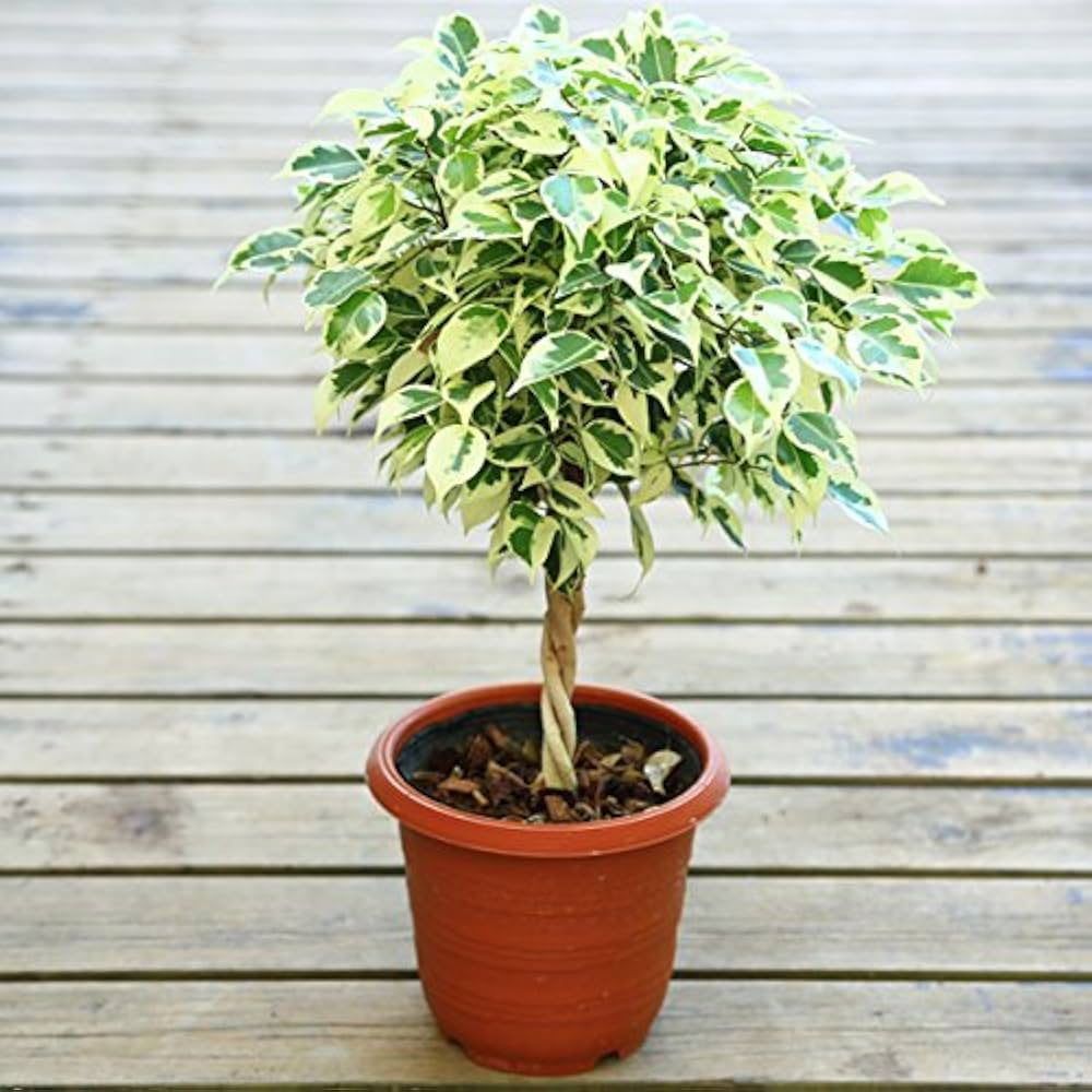 Amazon｜観葉植物：ねじりベンジャミン ベンジャミナ*5号 スターライト