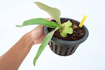 P.veitchii wild Australia sporeling② @bikamori.com beech-wild