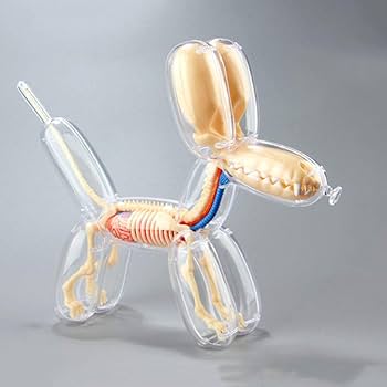 Amazon.co.jp: 教育モデルビッグバルーンドッグスケルトン遠近法解剖