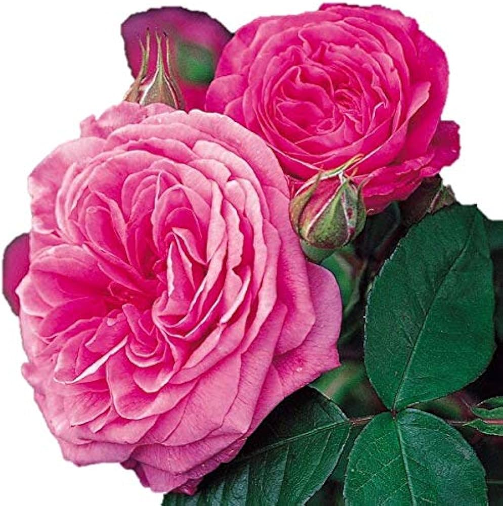 Amazon.co.jp: バラ苗 【ガートルードジェキル】 (大苗裸苗) シュラブ