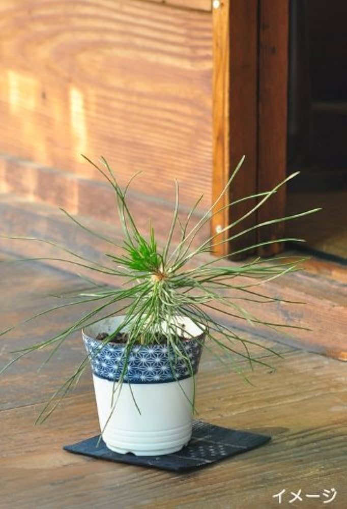 Amazon.co.jp: 聖新陶芸 染付小紋盆栽栽培セット 黒松 GD-45201: DIY