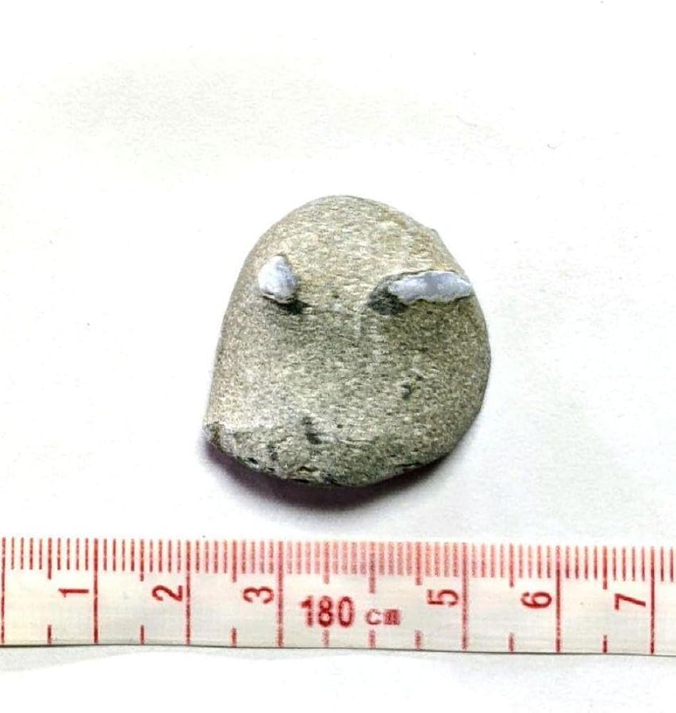 Amazon | 青森県産 今別町産 舎利母石 原石 奇石 安山岩 子持ち石 一点