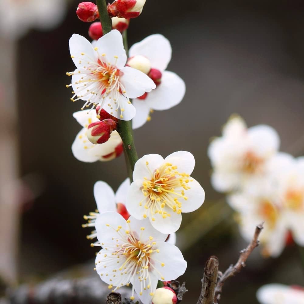 Amazon.co.jp: 白梅・冬至梅(トウジバイ) 白花一重咲き 盆栽仕立て 5号