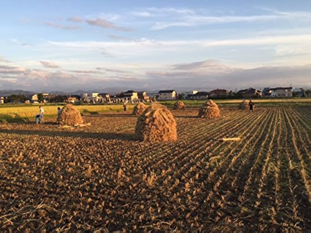 Amazon.co.jp: 無農薬 有機栽培 天日干し 稲ワラ (1.5㎏): DIY・工具