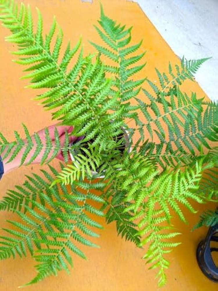 Amazon｜ディクソニア アンタルクティカ 5号 木性シダ植物｜観葉植物