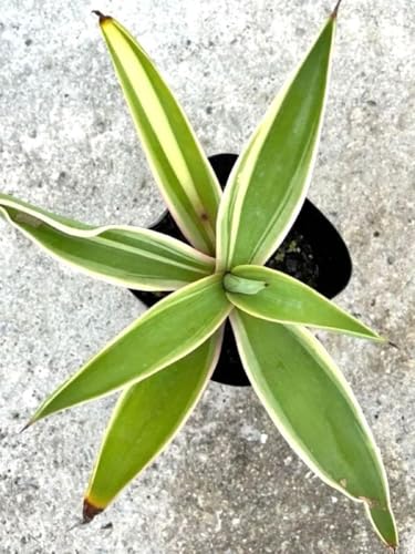 観葉植物 アガベ ベネズエラ」の人気商品一覧 | 安い商品を通販サイト