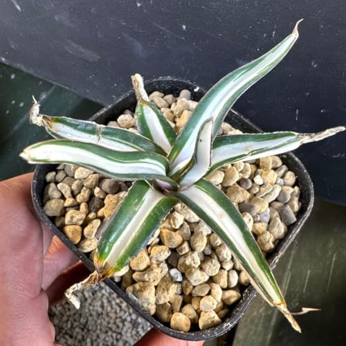 アガベ 笹の雪」の人気商品一覧 | 安い商品を通販サイトから探す