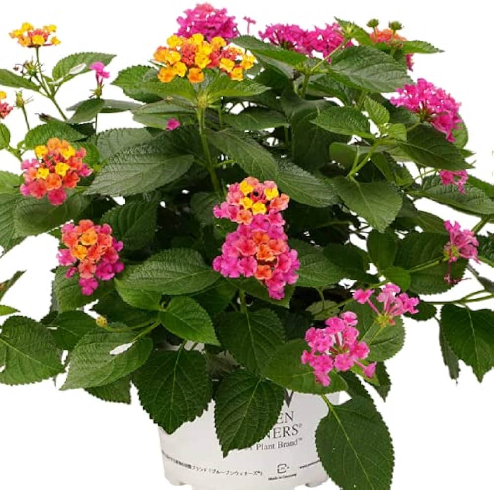 Amazon.co.jp: PWのスーパーランタナ トロピカルサンセット 3号 (直径