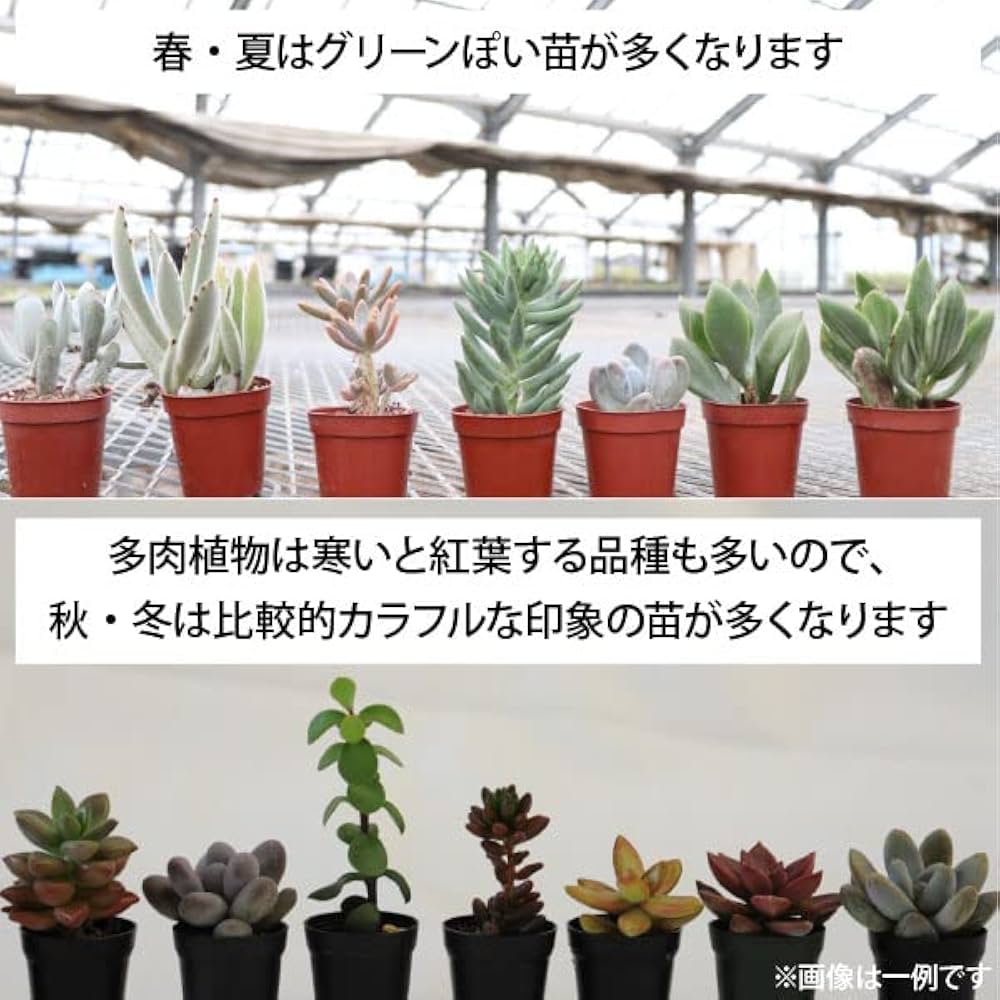 Amazon.co.jp: 生産者直送！多肉植物ミニ苗 品種アソート 144個セット