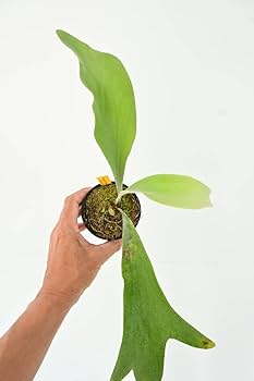 Amazon.co.jp: P.Wolverine(P.veitchii Auburn river × P.willinckii