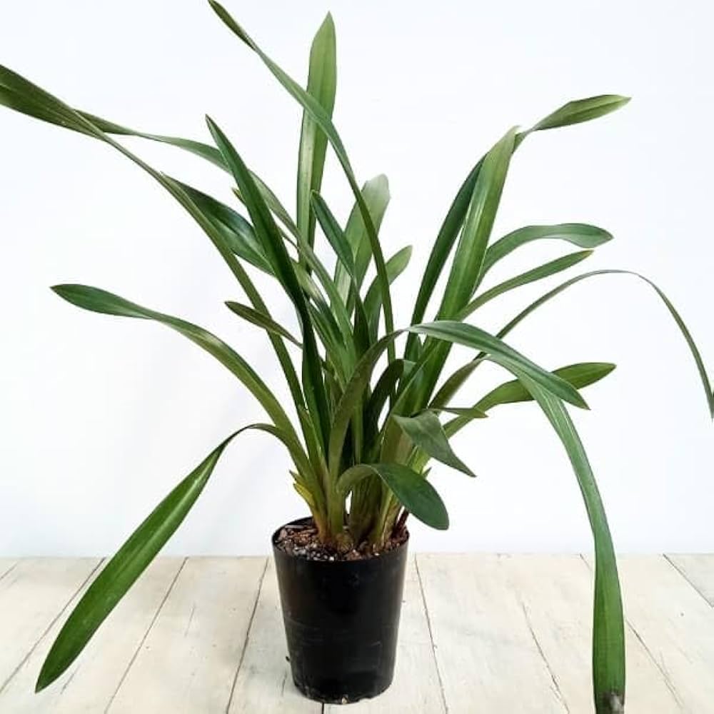 Amazon.co.jp: シンビジューム：フォアゴットンフルーツ4号ポット[蜜蜂