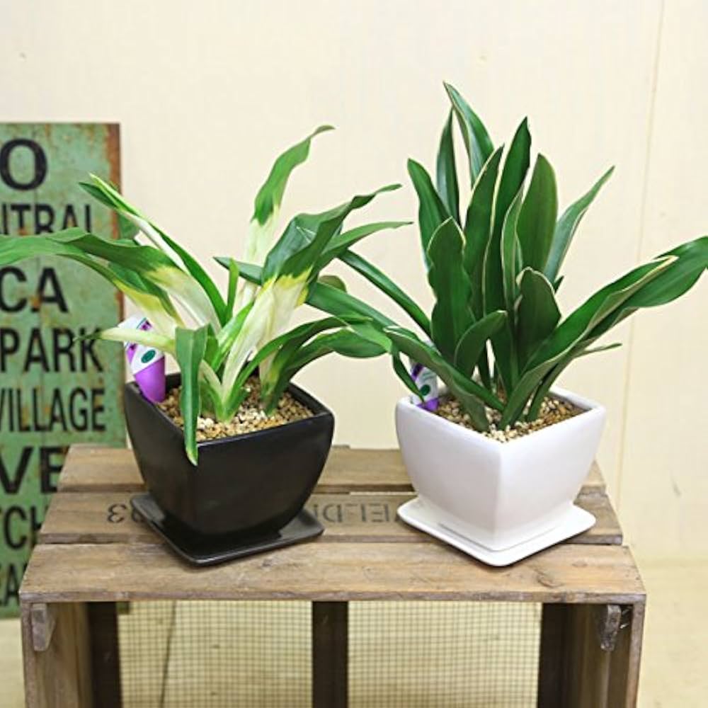 Amazon | 観葉植物：オモト 万年青*4号 洋風モダン鉢 受皿付 黒鉢 | 鉢