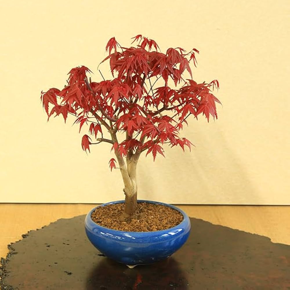 Amazon.co.jp: 遊恵盆栽 盆栽：出猩々もみじ大*(瀬戸焼青鉄鉢) momiji