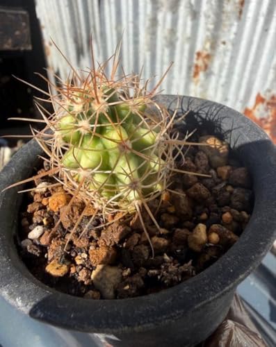 観葉植物 フェロカクタス」の人気商品一覧 | 安い商品を通販サイトから