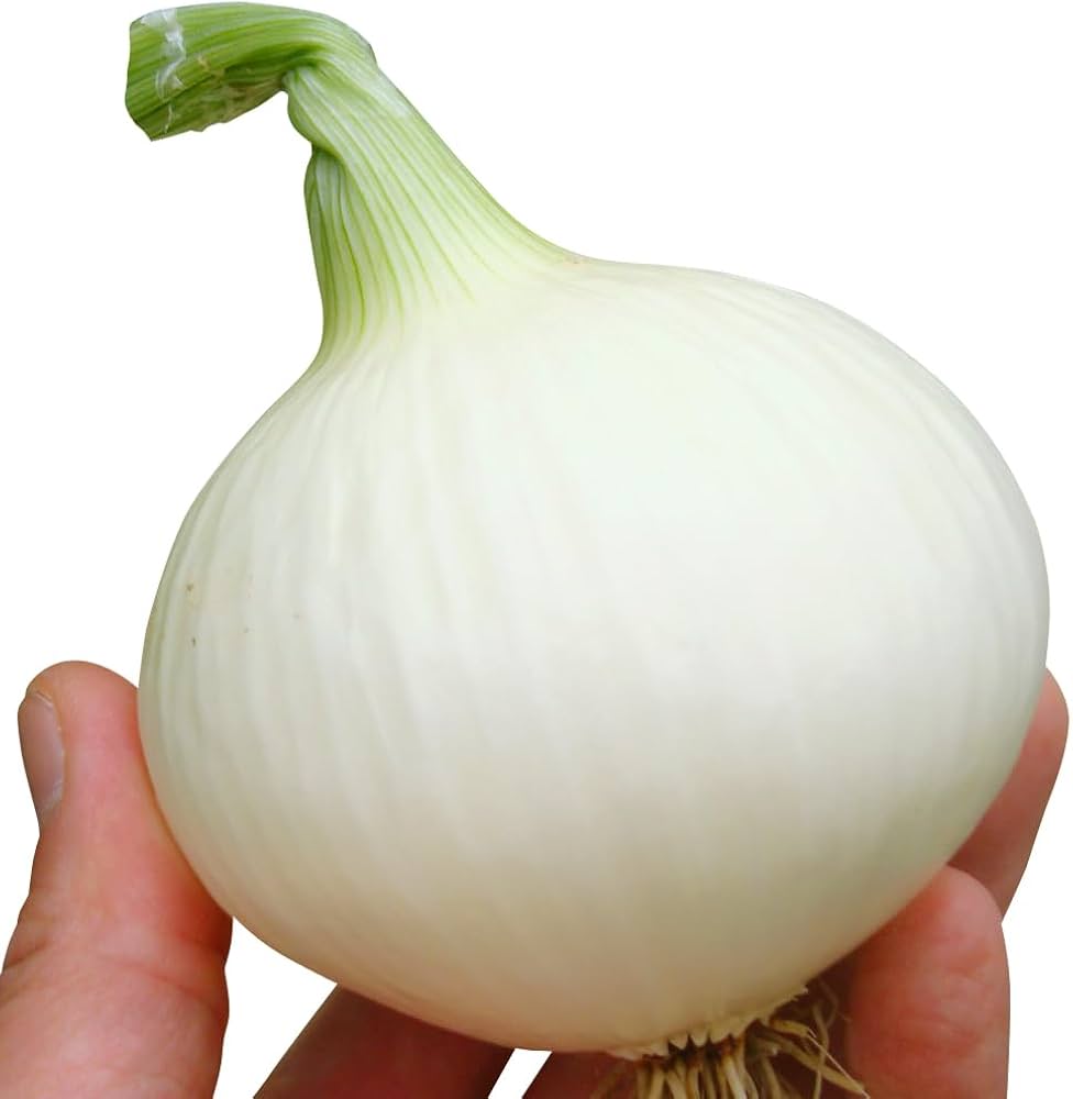 Amazon.co.jp: 玉ねぎ苗（超極早生）新春玉葱EX 100本 / 国華園 25年秋