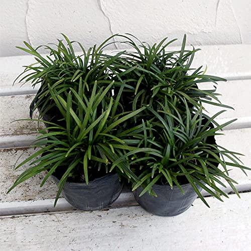 Amazon.co.jp: リュウノヒゲ：玉竜（タマリュウ・ギョクリュウ） 2.5号