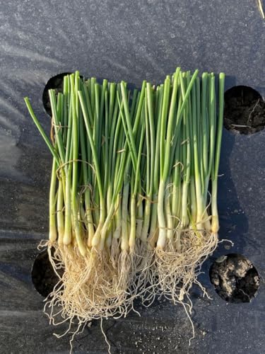 タマネギ苗」の人気商品一覧 | 安い商品を通販サイトから探す - 価格.com