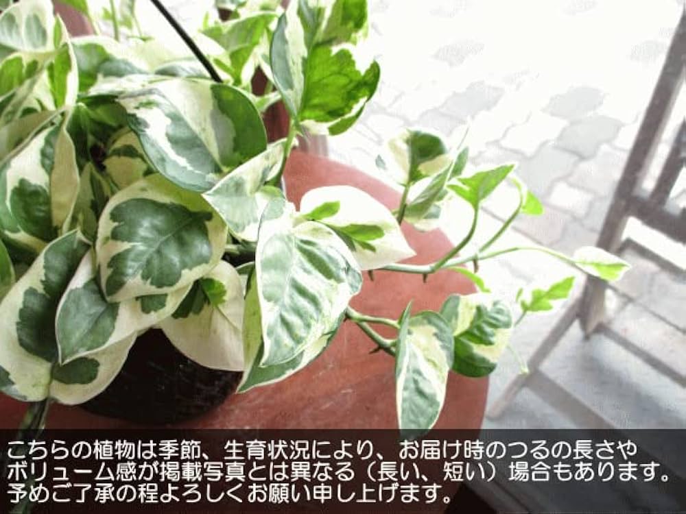 Amazon｜ポトス エンジョイ 5号吊り鉢 鉢植え 吊り下げ ぶら下げ