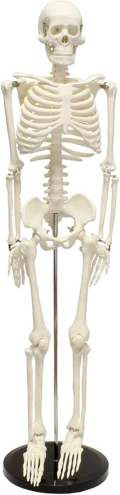 Amazon.co.jp: EUSTOMA 85cm人体全身骨格模型 1/2サイズ 骨格標本 全身