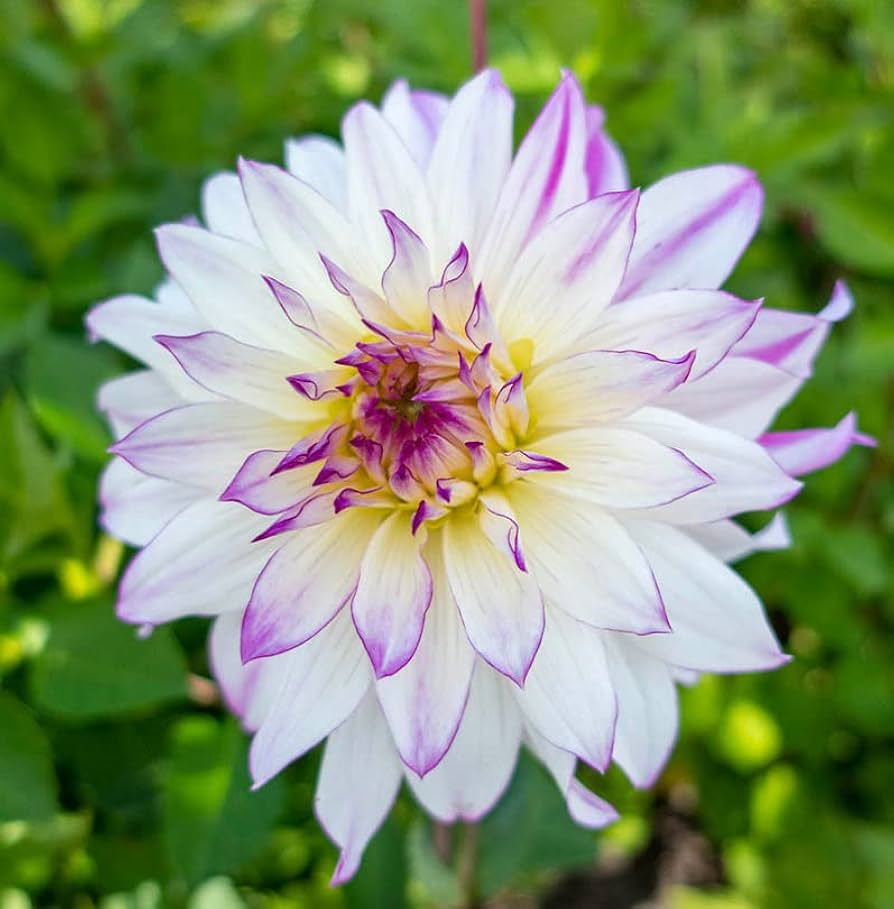 Amazon.com : Votaniki Semi Dinnerplate Dahlia Crazy Love - Large