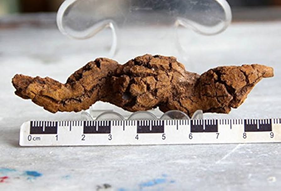 Amazon.co.jp: 腐糞石または恐竜のうんち、うんち、うんち、うんち、大